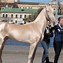 Image result for Rare Horse Coats