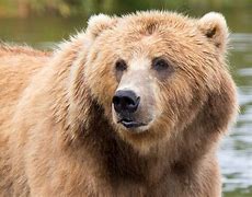 Image result for Kodiak Brown Bear
