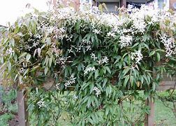 Image result for Clematis armandii