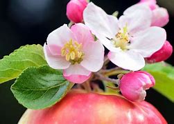 Image result for Hot Pot at Apple Blossom