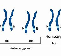 Image result for Homozygous Simple