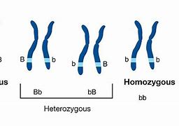 Image result for Homozygous Chromosome