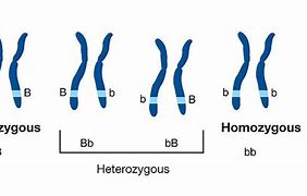 Image result for Homozygous Drawing