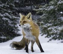 Image result for Red Fox Winter
