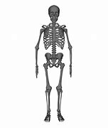 Image result for Wither Skeleton Skin
