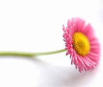 Image result for Beautiful Flowers with White Background