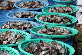 Image result for Raskin Fish Market