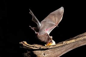 Image result for Fruit Bat Teeth