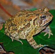 Image result for Toad Frog