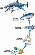 Image result for Ocean Food Chain Cartoon