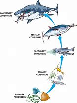 Image result for Food Chain Ocean Animals