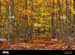 Image result for Sugar Maple Forest
