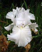 Image result for Iris foetidissima White Seeded