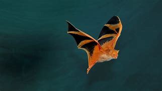 Image result for Painted Bats From Thailand Wallpaper
