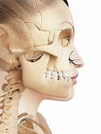 Image result for Jawbone Human