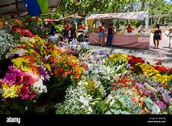 Image result for Flowers in Rio De Janeiro Brazil