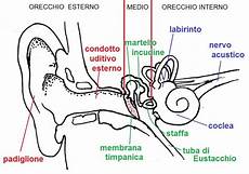 dermatite nell orecchio interno centro medico specialistico baganza posso guarire da un dermatite nell orecchio interno centro medico specialistico baganza posso guarire da un