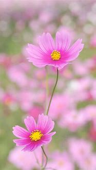 Image result for Flower iPhone 6 Wallpapers
