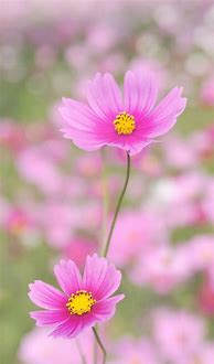 Image result for Flowers iPhone 6