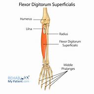 Image result for flexor