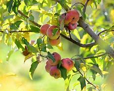 Image result for mr apple apples trees