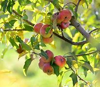 Image result for Shepard Apple Fruit
