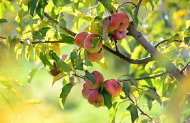 Image result for What Is a Tree Apple Fruit