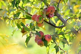 Image result for An Apple Tree