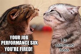 Image result for Cat Tried to Get Me Fired Boss Meme