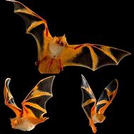 Image result for Painted Bat Wings