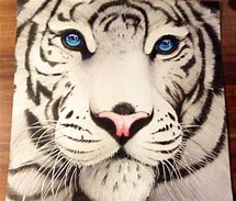 Image result for White Tiger Drawings