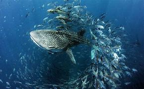 Image result for Whale Shark iPhone Wallpaper