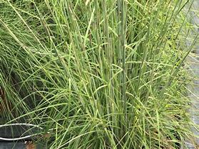 Image result for Andropogon ternarius
