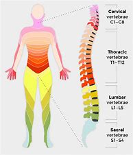 Image result for Spinal Cord Numbers
