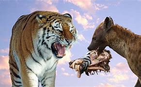 Image result for Tiger Kills Hyena