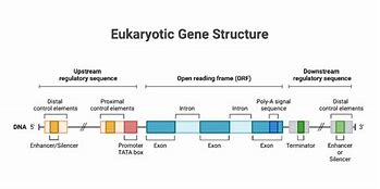 Image result for Fine Structure of Eukaryotic Gene