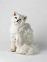 Image result for Taxidermy Cat Cute