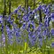 Billedresultat for Hyacinthoides non-scripta Rosea