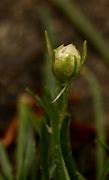 Image result for Armeria maritima Armada White (r)