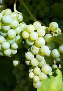 Image result for Disease-Free Grapes