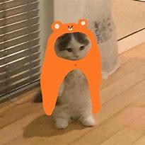 Image result for Ramen Cat Meme