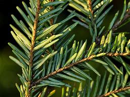 Image result for Tsuga canadensis Green Globe