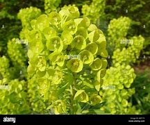 Image result for Euphorbia characias Lambrook Gold