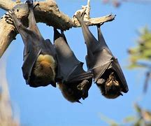Image result for Flying Foxes Sleeping