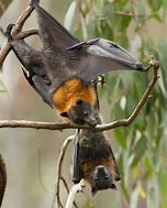 Image result for Bat Hanging Upside Down