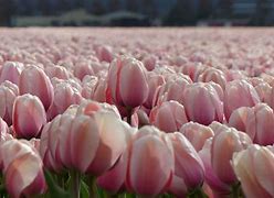 Image result for Light Pink Tulips Field