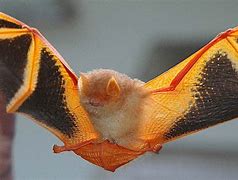 Image result for Colorful Bat Art