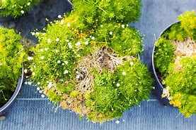 Image result for Baby Tears Ground Cover
