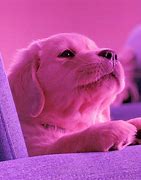 Image result for Nipper the Dog