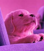 Image result for Puppy Snap